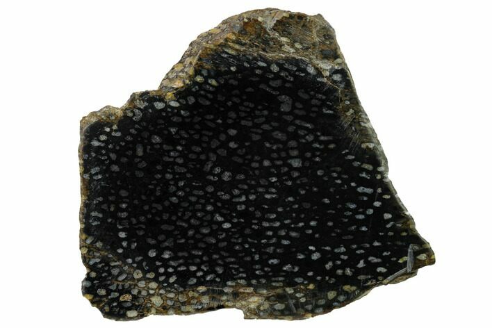 Polished, Black Petrified Palm Root Slab - Indonesia #151949